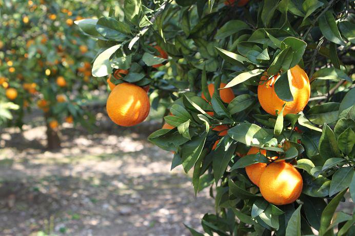 clementine