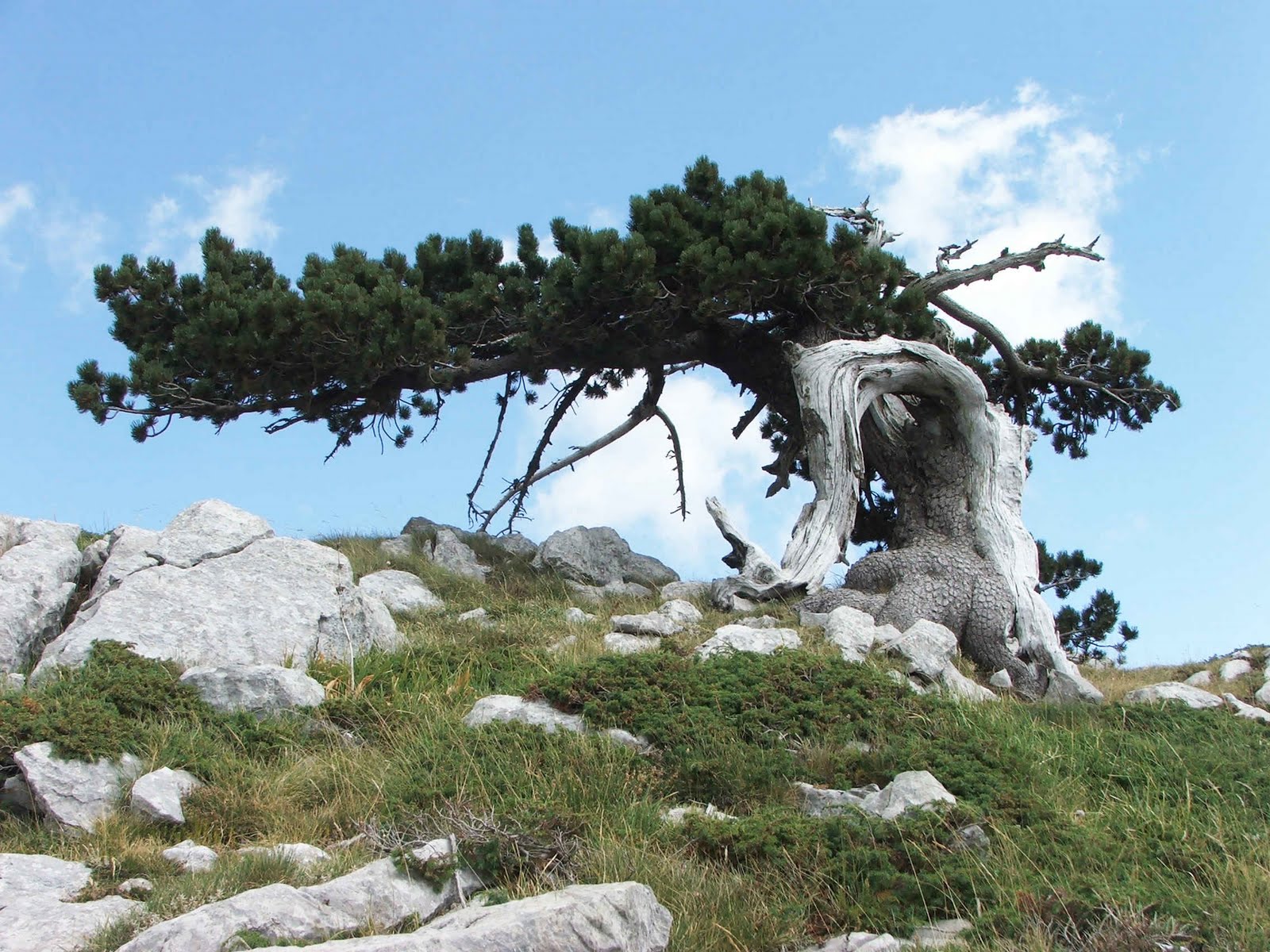 Pollino