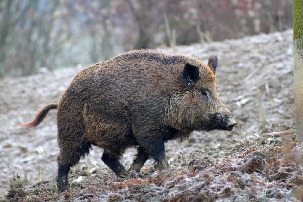 caccia al cinghiale