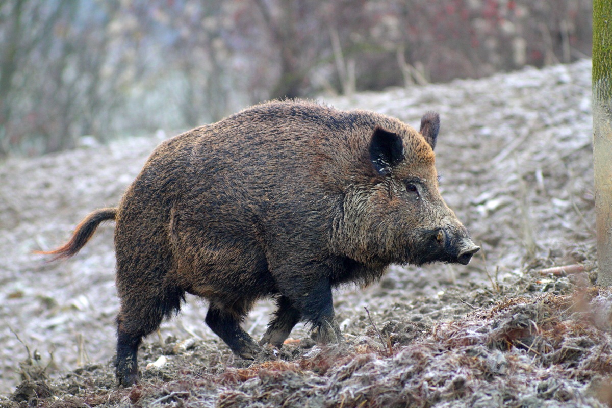 caccia al cinghiale