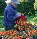 clementine