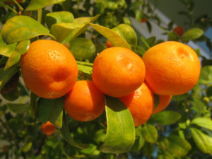 social clementine