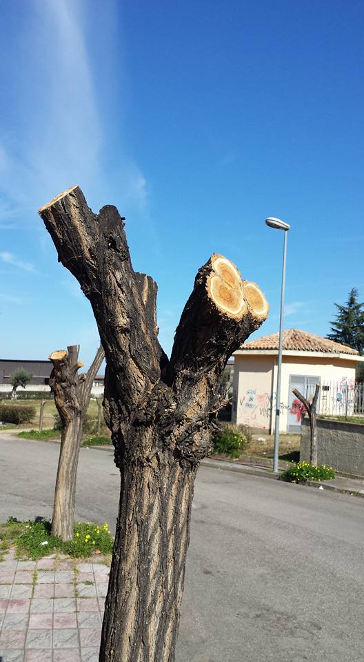 rossano
