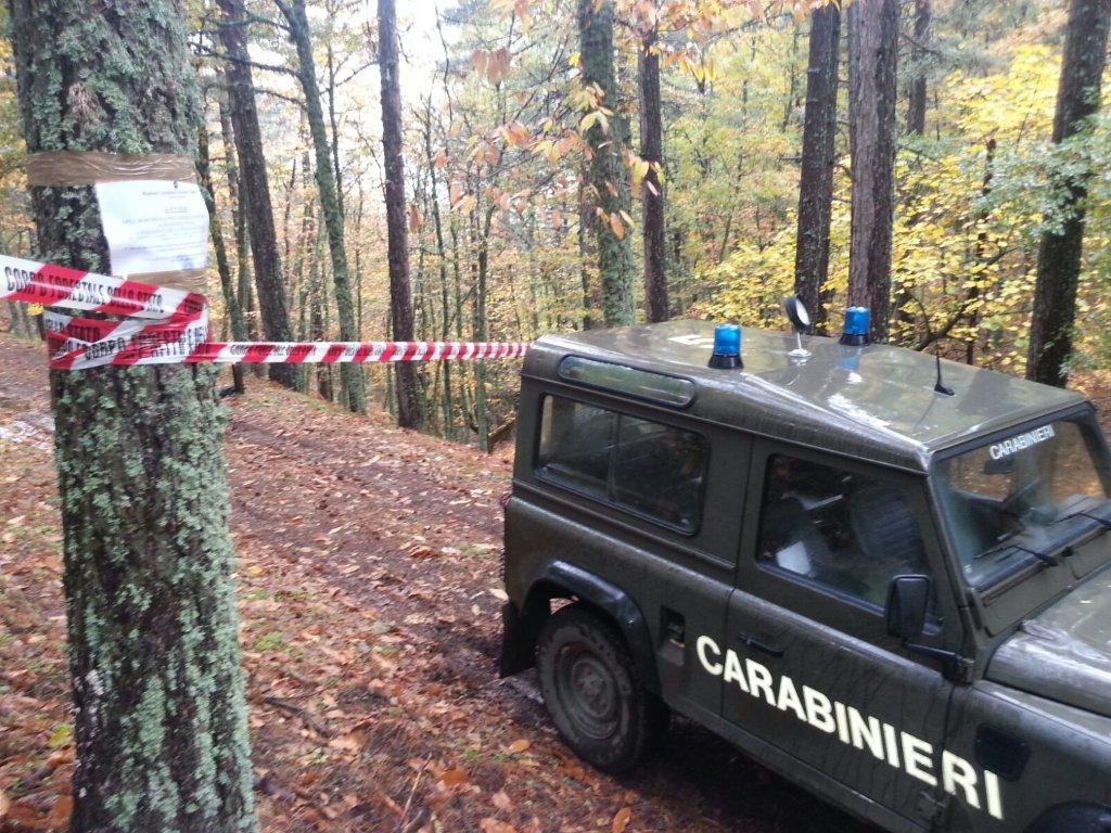 taglio abusivo
