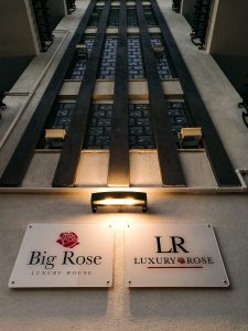 big rose
