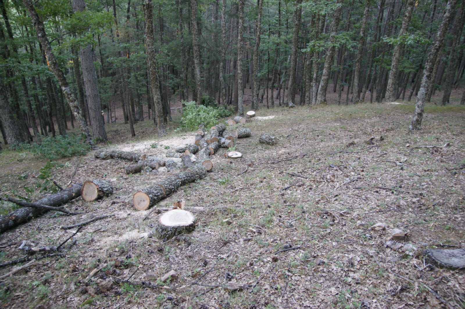 taglio alberi