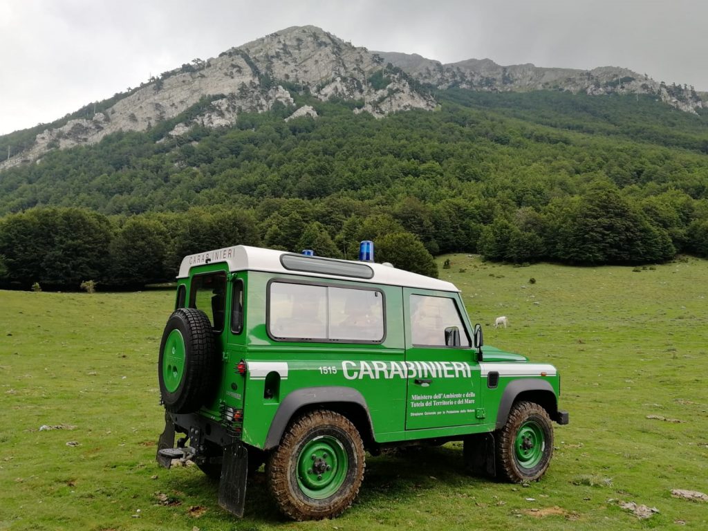 pollino