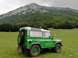 pollino