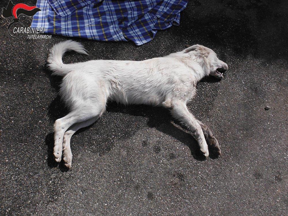 cane avvelenato