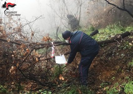 furto alberi legna