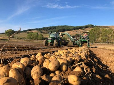consorzio patate