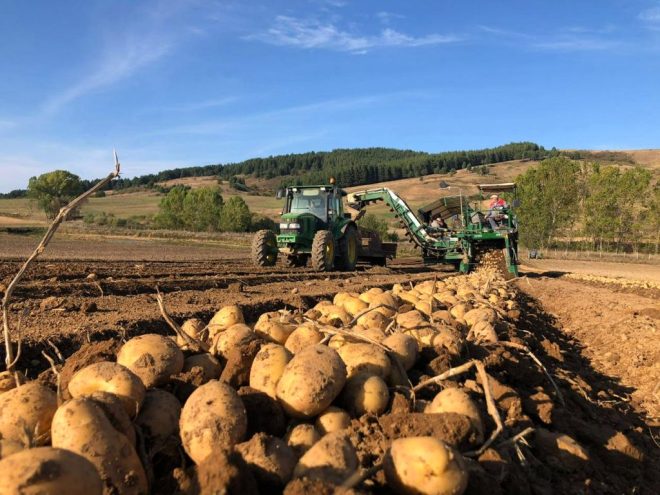 consorzio patate